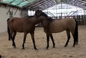 Recharge your batteries in an equestrian estate - Image 2