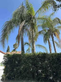 Pasadena's Hidden Gem - Image 2