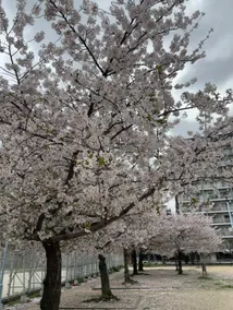 Cherry Blossom Original House 601 (New Building New House) Clean and tidy, central location - Image 4
