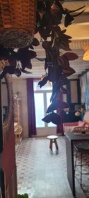 Amazo'nid. Exotic apartment near Bordeaux - Image 4