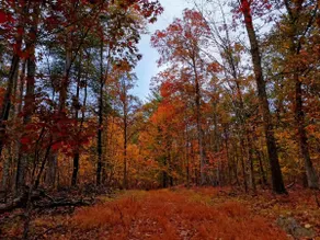 Pet Friendly Guest Suite - Catskills - Image 5