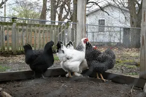 Ottawa Family Nest – Cozy, Fun & Fresh Eggs! - Image 2