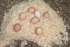 Ottawa Family Nest – Cozy, Fun & Fresh Eggs! - Image 3