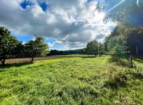Prümzurlayer forest view 2 - Image 4