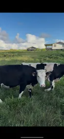 Luxury Farm Stay w/ Hot Tub, ColdPlunge&CuddleCows - Image 4