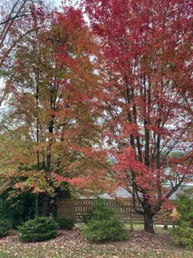The Retreat - King bed near Biltmore, Downtown - Image 4