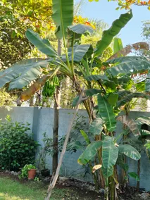 Mahadev Homestay with Garden – Peaceful 2BHK - Image 4