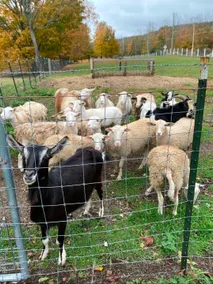 Happy Mountain Ranch•Feed Animals•30 Acres+Jacuzzi - Image 4