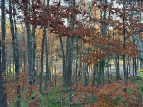 Cozy Cabin on the Carrabassett River - Image 5