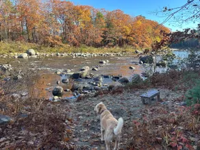 Cozy Cabin on the Carrabassett River - Image 3