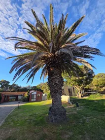 New Listing TWO PALMS •Central 2x1 •1 Min To Beach - Image 5