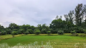 New Family Home with Rice Field View - Image 4