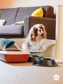 The Setter: cozy, at the foot of the Château, pet-friendly - Image 5