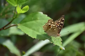 Nandana Farms - Wayanad - Image 5