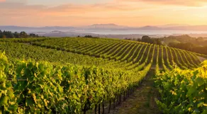 Private Sonoma Estate w/ Panoramic Vineyard Views! - Image 2