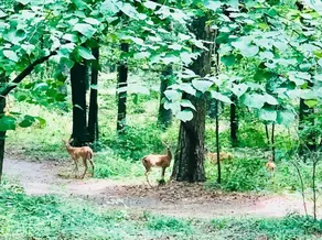 South Fork Retreat on Greers Ferry Lake - Image 4