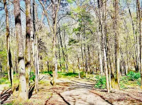 South Fork Retreat on Greers Ferry Lake - Image 3