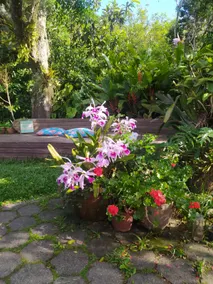 Cutia Chalet• Romantic retreat in the woods near the sea - Image 5