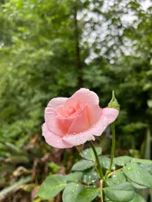 Camalodge, come and enjoy nature - Image 5