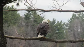 Mackey's Eagle View on Beautiful Lake Eau Galle - Image 4