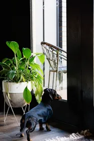Black Diamond - Pet Friendly, Magnesium Spa - Image 3