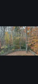 Peekaboo Pines - Image 4