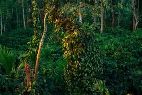 Koota by Raho Golden Hour Estate View Retreat - Image 5