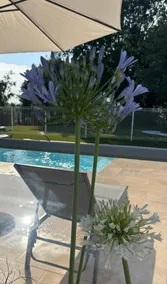 *Pistou* The Papet Cottages - Image 5