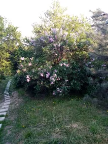 Kemencei Pipacs Vendégház [Kemencei Pipacs Guesthouse] - Image 3