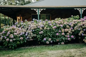 Huon Valley Studio | Private Deck + Lush Garden - Image 5