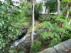 Urban oasis in heart of city-large yard - Image 2