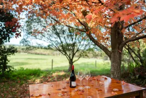 A Home Among the Gum Trees | 1.1 Acres - Image 3