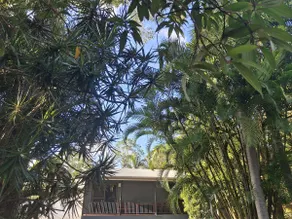 Treetop Retreat with Sunrise and Ocean Views - Image 5
