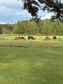 Peaceful Farm Stay * Pet Friendly Retreat - Image 3