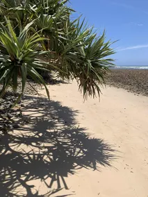 Pandanus Sandon River Road Brooms Head 2463 - Image 4