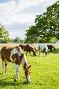 King Beds | Luxury Farm Stay| 5 Min to Round Top - Image 3
