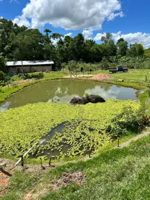 Ranch with pool in Biguaçu-Near Florianópolis - Image 4