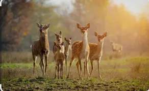 Deer Sanctuary! - Image 5
