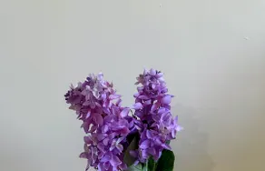 Lavender by the Bay: Versova Yari Rd, West Andheri - Image 4