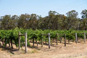 Silver Oak - Quiet Countryside Cottage by the Vines - Image 5