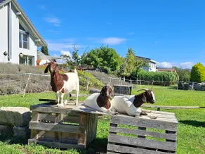 Airbnb NE12 - alpacas and the bleating of goats - Image 2