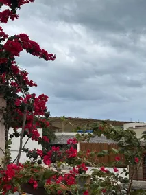 Tropical Refuge • 360° Lookout • 5 min from Downtown - Image 3