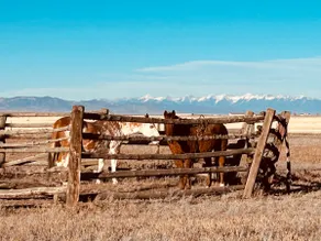 Mustang Corral - Image 5