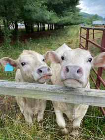 The Cozy Cow Cottage - Image 2