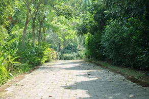 The Retreat Homestay in 5 acre fruit farm near Cochin Airport - Image 2