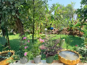 Winter heaven with exotic fruits and flower garden - Image 4