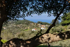 Olive Tree Guest House - Image 5