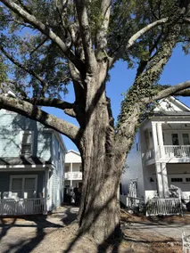 Under the Oaks, A Downtown Hidden Gem - Image 5