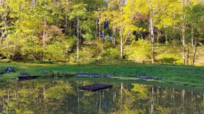 Creekside Mountain Retreat-comfort, nature, peace. - Image 5