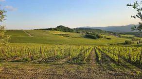 Il Peppolo Country House  - Image 5